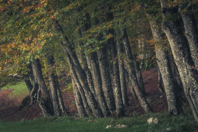 Forest details in late autumn at countryside with tree trunks, colored leaves and empty branches