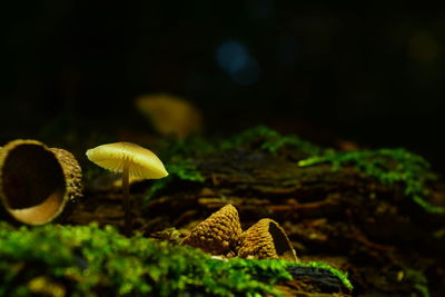 Close-up of mushrooms growing on moss covered log