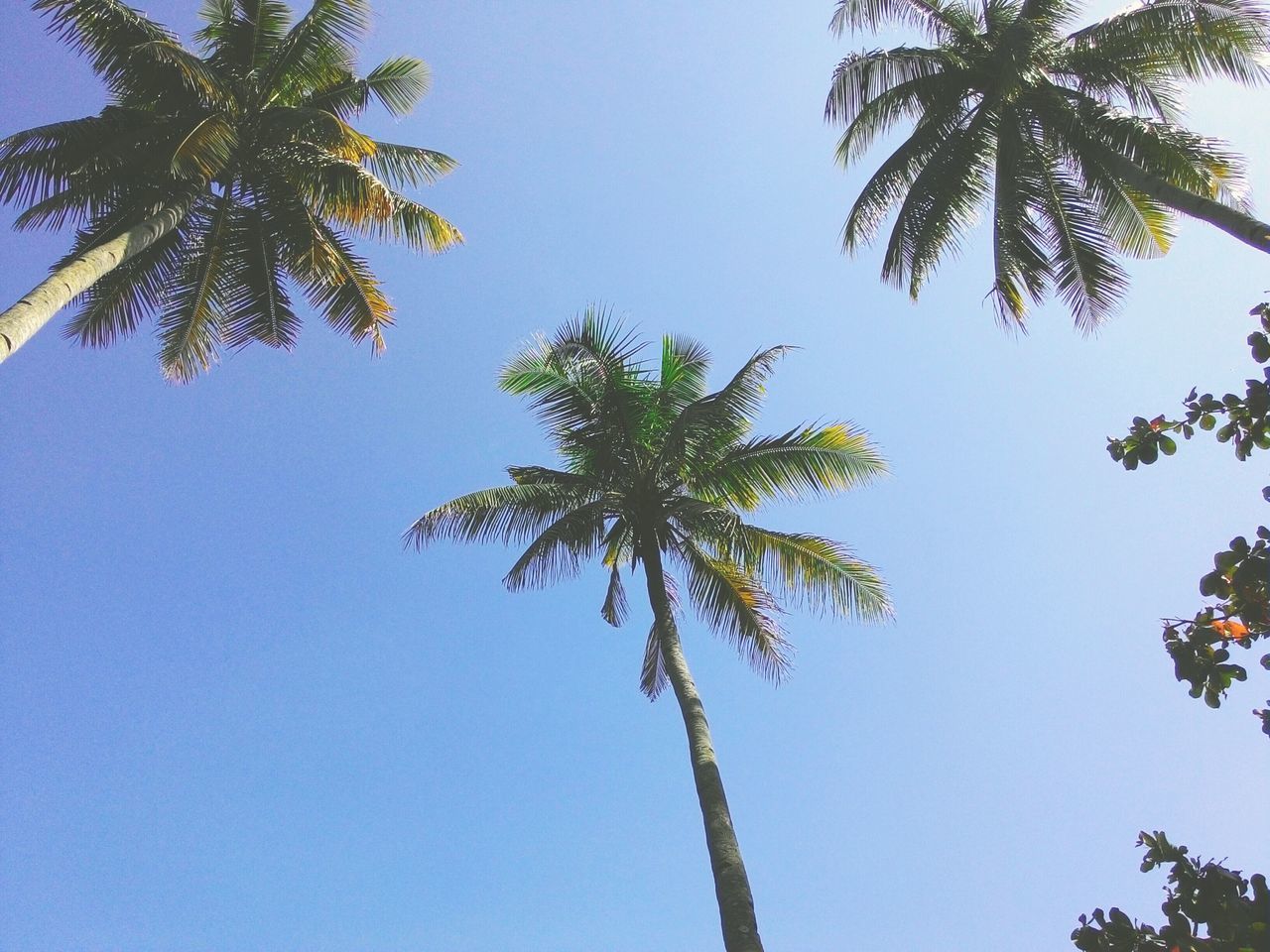 tree, palm tree, low angle view, clear sky, blue, growth, tree trunk, nature, beauty in nature, tranquility, copy space, tall - high, silhouette, branch, coconut palm tree, scenics, sky, outdoors, no people, day