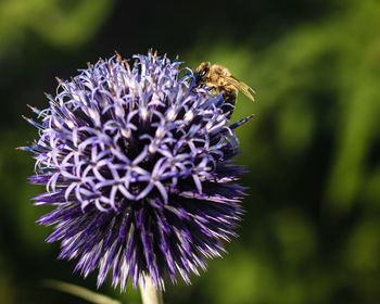 Close-up of bee on purple flower