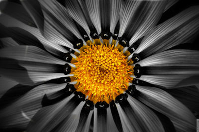 Close-up of flower blooming outdoors