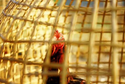 Close-up of a bird in cage