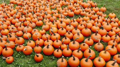 Full frame shot of pumpkins at market