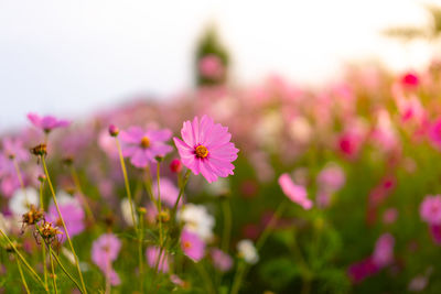 Close-up of pink cosmos flowers on field