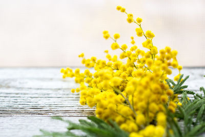 Close-up of yellow flowering plant