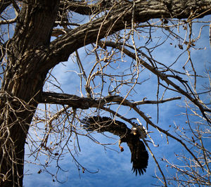 Low angle view of bird perching on bare tree
