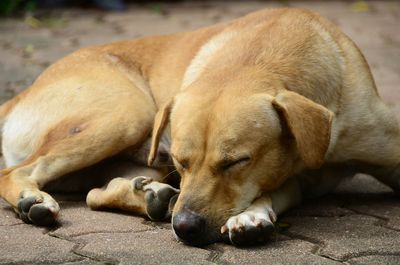 Close-up of stray dog sleeping on footpath