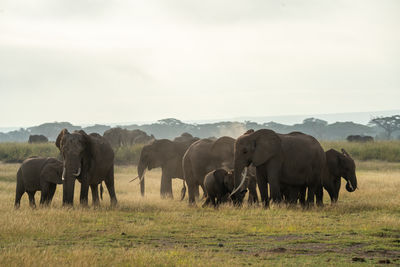 Elephants on field against sky