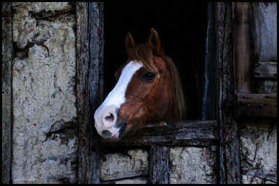 Close-up of horse in stable