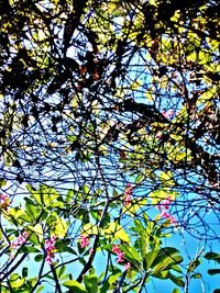 Low angle view of blooming tree against sky