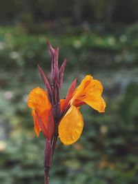 Close-up of yellow flowering plant