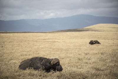 View of a buffalos on field