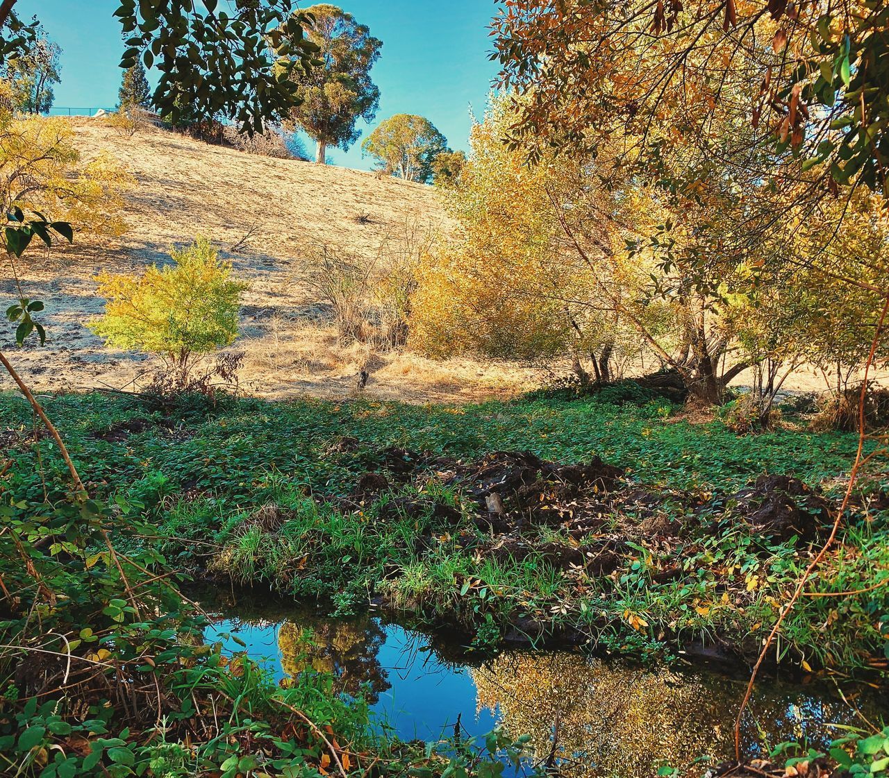 PLANTS GROWING ON RIVERBANK