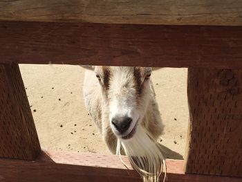 Close-up of goat in pen looking through window