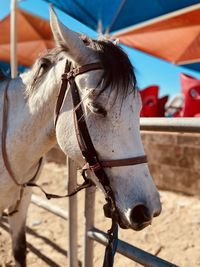 Close-up of a horse