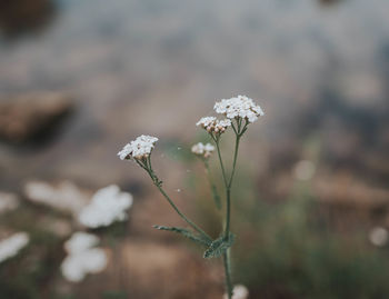 Close-up of wilted flower on field