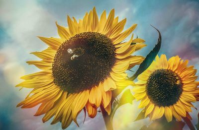 Close-up of sunflower