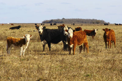 Cows on field against sky