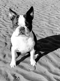 High angle portrait of dog on land