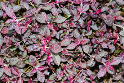 Full frame shot of pink leaves