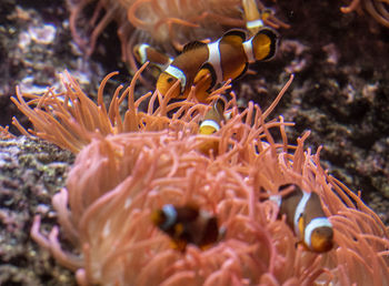 Close-up of coral in sea