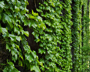 Full frame shot of plants