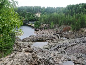 Scenic view of lake in forest