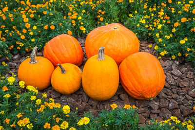 Close-up of pumpkins on field