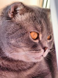 Close-up portrait of a cat