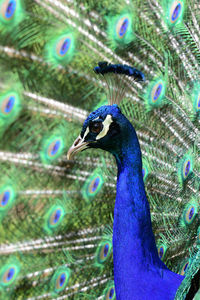 Close-up of peacock fanning out its tail feathers 