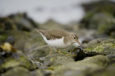 Close-up of bird perching on rock