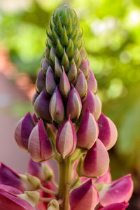 Close-up of pink flowering plant