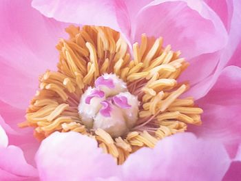 Close-up of pink rose flower