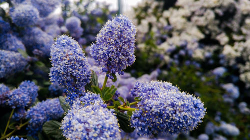 Close-up of lavender blooming outdoors