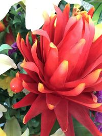 Close-up of flowers blooming outdoors