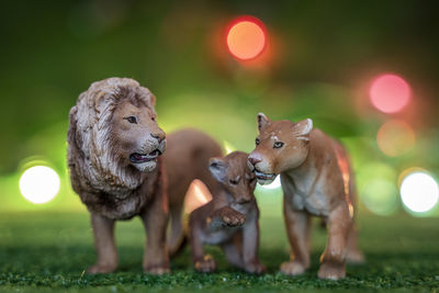 Close-up of deer on grassy field