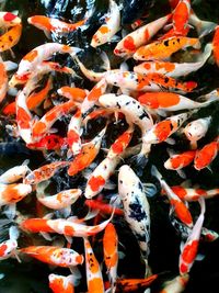 High angle view of koi carps swimming in pond