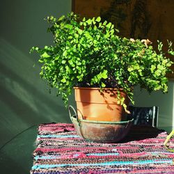 Close-up of potted plants on table