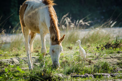 Rear view of horse standing on field