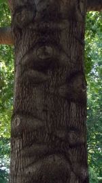 Close-up of tree trunk