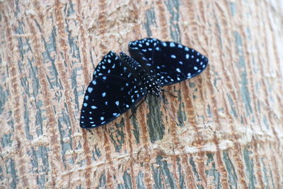 Close-up of butterfly on wood