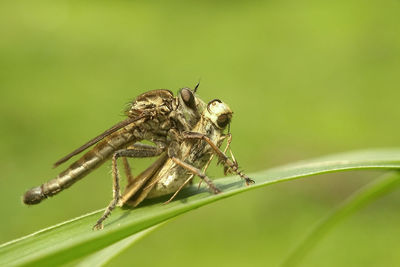 Close-up of insect on leaf