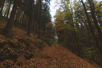 Trees in forest