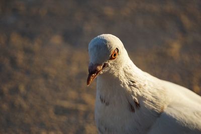 Close-up of seagull