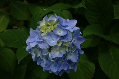 Close-up of purple flowers