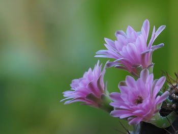 Close-up of pink flowering plant