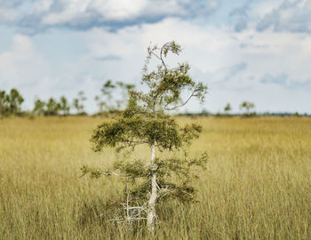 Plant growing on field against sky