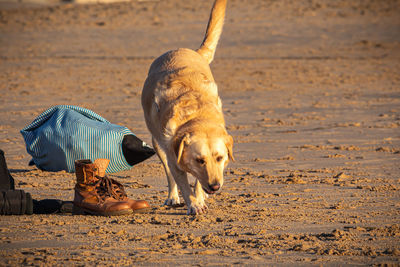 Dog walking on the beach