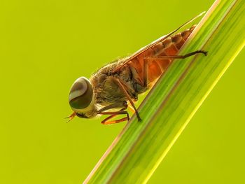 Close-up of insect on leaf