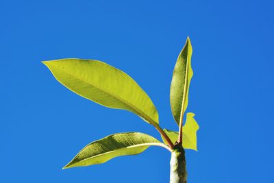 Low angle view of plant against clear blue sky